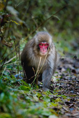 red faced snow monkey in Kamikochi, Japanese Alps, Chubu Sangaku National Park