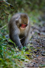 red faced snow monkey in Kamikochi, Japanese Alps, Chubu Sangaku National Park
