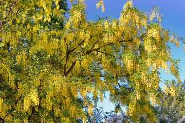 blossoming yellow acacia tree against the sky