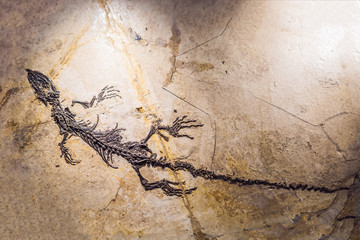 terodactyl Fossil, Pterodactilus Spectabilis, Fossil of prehistoric animals, Fossil trilobite imprint in the sediment, Dinosaur fossil © galitskaya