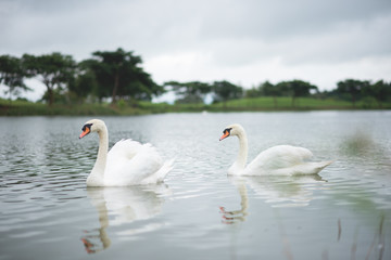 Fototapeta na wymiar swans on the lake in the morning
