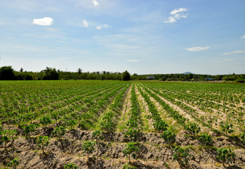 Glowing of Cassava Plantation  and the blue sky background