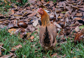 flock of chickens grazing on the grass