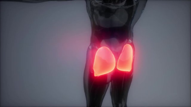 gluteus maximus - leg muscles anatomy animation