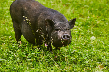 Cute fat pot-bellied pigs on free meadow of private farm