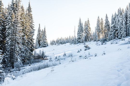 Fototapeta spruce snowy forest in the mountains, sunlight through trees