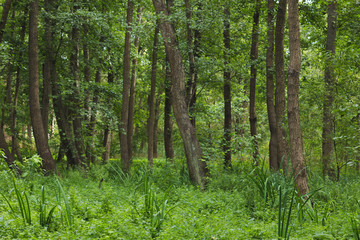 Fototapeta na wymiar Wet place under alders in summer.