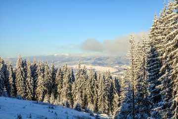 spruce snowy forest in the mountains, sunlight on the hills
