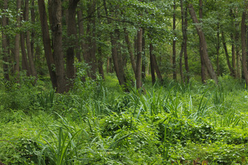 Wet place under alders in summer.