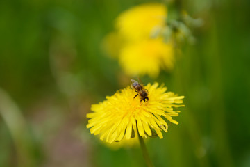 bee pollinates a dandelion flower on a green lawn