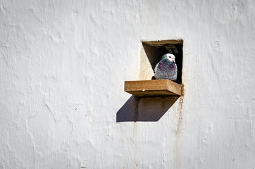 pigeon hole