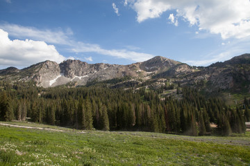 Albion Basin, Wasatch Mountains, Utah