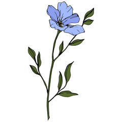 Vector. Blue flax flower. Green spring leaf wildflower isolated. Engraved ink art. Isolated flax illustration element.