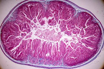 Tissue of small intestine or small bowel under the microscopic in Lab.