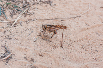 Large grasshopper cricket