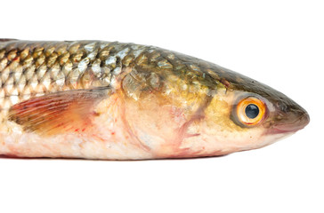 Pelengas fish head