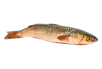 Fresh pelengas fish