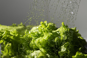 Washing of lettuce salads.