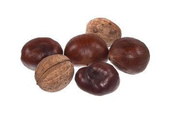 chestnut isolated on white background
