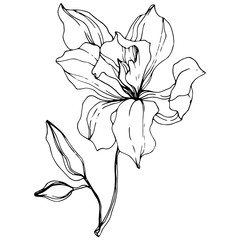 Vector Orchid. Floral botanical flower. Black and white engraved ink art. Isolated orchid illustration element.