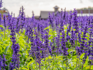 Naklejka premium 北海道 富良野 ラベンダー