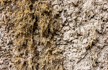 Background and texture of vintage dry fern on stone wall at tropical forest with copy space.