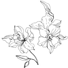 Vector Orchid. Floral botanical flower. Black and white engraved ink art. Isolated orchid illustration element.