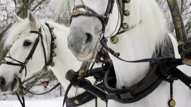 Troika. A Russian carriage drawn by a team of three horses side by side. Slow motion. HD