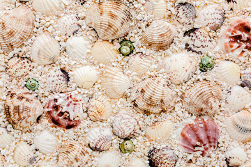 background of sea shells. flat lay, top view