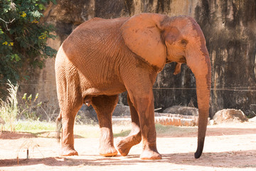 Fototapeta na wymiar Picture african elephant,walking relax, play soil.