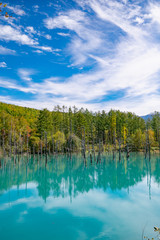 北海道 美瑛町 青い池