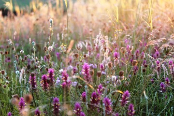 flower, nature, flowers, plant, field, purple, summer, green, garden, spring, pink, grass, bloom, meadow, blossom, lavender, flora, floral, beautiful, beauty, color, blooming, closeup, wild, natural