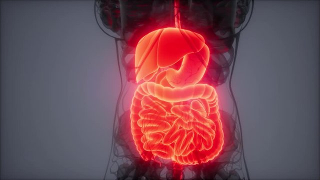3d illustration of human digestive system parts and functions