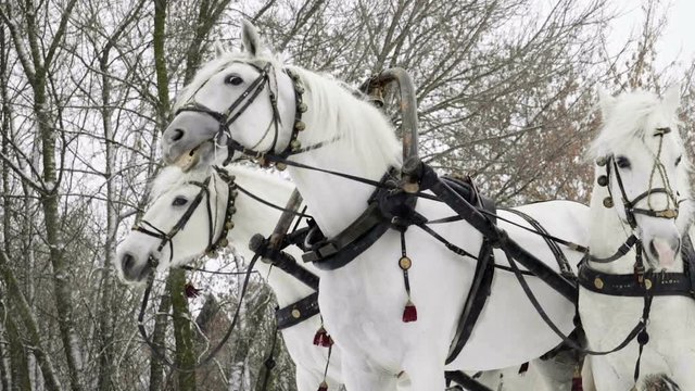Medium shot of Troika. A Russian carriage drawn by a team of three white horses side by side. Slow motion. HD