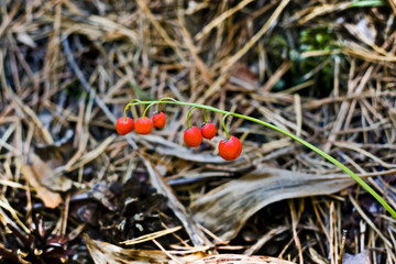 Red berries of lily of the valley