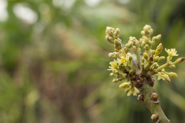 Avocado flower on plant