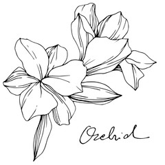 Vector Orchid. Floral botanical flower. Black and white engraved ink art. Isolated orchid illustration element.