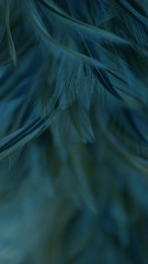 decorative,blur,colorful,graphic,feather,soft,background,fluffy,texture,color,pink,coral,trends,macro,feathers,white,delicate,love,abstract,beautiful,nature,pattern,pastel,decoration,closeup,style,lig
