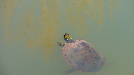 Obraz premium Red eared slider turtle swimming in murky water with head above water