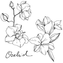 Vector Orchid. Floral botanical flower. Black and white engraved ink art. Isolated orchid illustration element. © LIGHTFIELD STUDIOS