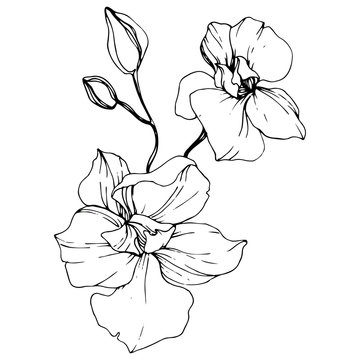 recommend clip art: Vector Orchid. Floral botanical flower. Black and white engraved ink art. Isolated orchid illustration element.