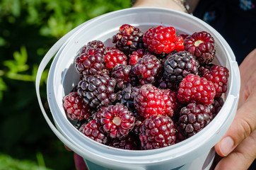 fresh berries in a bowl