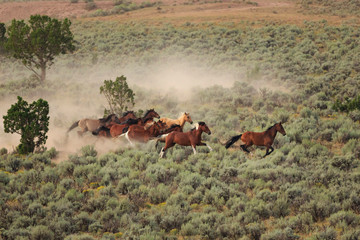 Wild mustangs gallop through the sagebrush in the Bible Springs Complex near Cedar City, Utah during a BLM gather operation in August 2017.