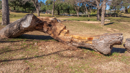 Bench seat in a park carved from large fallen tree trunk