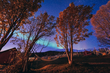The polar arctic Northern lights aurora borealis sky star in Scandinavia Norway Tromso in the farm winter forest  