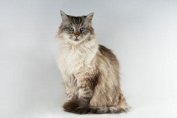 Beautiful Ragdoll Lynx Cat isolated on a grey background