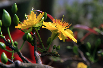 Macro a ochna integerrima integerrima branch, the flowers of traditional Vietnamese new year