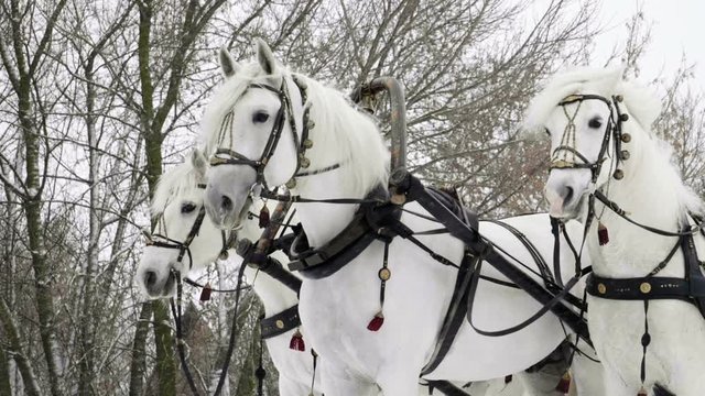 Medium shot of Troika. A Russian carriage drawn by a team of three white horses side by side. Slow motion. HD