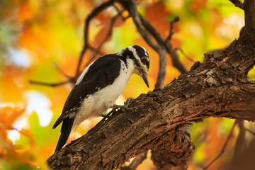 Hairy woodpecker perches on an Autumn Gamble Oak tree in Utah