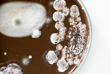 Colony characteristic of Actinomyces, Bacteria, yeast and Mold on selective media from soil samples for study in laboratory microbiology.